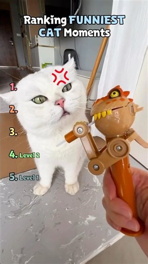 Ranking FUNNIEST EVER CAT Moments #shorts