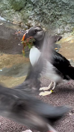 Button the puffin being as cute as a button! 🥰 Video from keeper Kristyn #puffin #pointdefiancezoo #aquarium