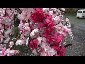 ＜必見！＞豪華共演‼ 小雨に煙る「 源平しだれ桃 ＆ 桜」＜カナメ神宮＞ TYD うたひこCH・2302a1・