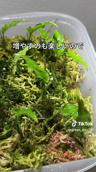 モンステラオブリクアペルーの茎伏せ成功の秘訣