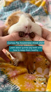 Guinea pig teeth🦷 are prone to problems if your piggies’ diet isn’t right. As their teeth grow at a rate of 1-2mm a day, guinea pigs need to be chewing away on tough fibre all day to wear them down evenly. A good quality hay that is available to your guinea pigs at all times is essential, as well as a diet full of leafy greens and stalky vegetables to get their teeth working. Vitamin C is crucial in maintaining guinea pig teeth health, so providing the right vegetables alongside a high-quality 