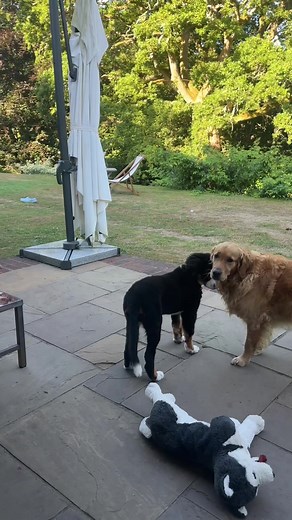 Need to avoid the lake 😩🤣 #goldenretriever #bernesemountaindogpuppy #bmd #cockapoo #groomed #dogsoftiktok #foryoupage❤️❤️ #foryouu #fyppppp