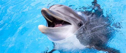 9 Brilliant Animals That Build and Use Tools Like Humans Do