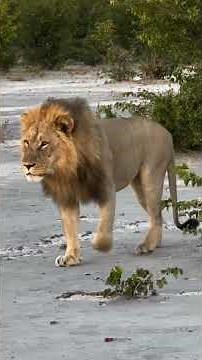 A day with the King of Botswana - the most powerful and handsome lion of Chobe National Park #shorts