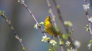 We're just beginning to understand a forest fire's effect on wildlife and ecosystems, but fires play a complex role that becomes even more complex when humans are in the mix. Watch more video: https://ow.ly/Uewh50W7NXN | The Weather Network