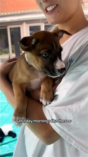 Puppy yoga 💙🫶 #puppyyoga #rescuedog #puppies #yoga #denver #puppies #puppy #yoga #fyp