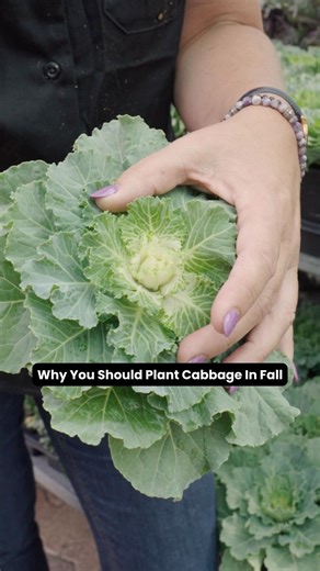 Fall is the perfect time to plant cabbage or kale 🥬🍂. They thrive in cool weather, become sweeter after frost, and are low-maintenance. What's your favorite thing to plant in the fall? | Keith Ace Hardware in Lorena