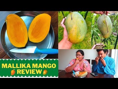 Mallika Mango Taste Test\Home grown mango in Zone 9a\Experience of Growing mangoes in USA\Subbucooks