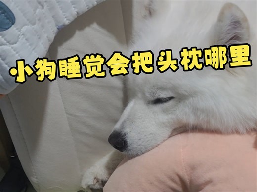 小狗睡觉会把头枕在哪里