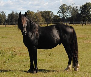 Waler Horse Breed Information, History & Development, Videos, Pictures