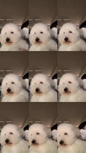 아래에서찍으니까 코봉이같으네 #cotondetulear #cutedog #추천