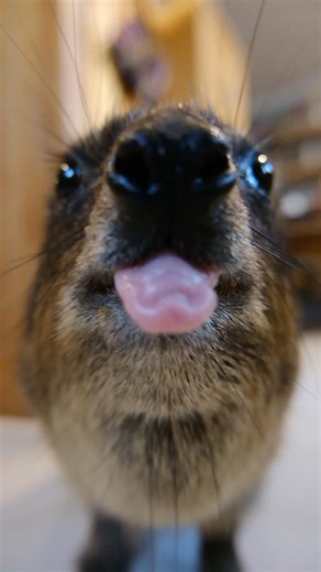 The default mammal almost uses her brain cell. #hyrax #wildlife