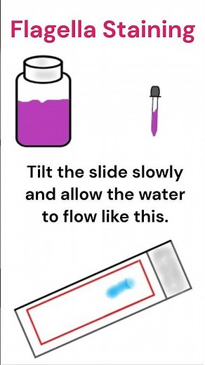 Flagella staining: Difco’s method #microbiology #bacteria #staining