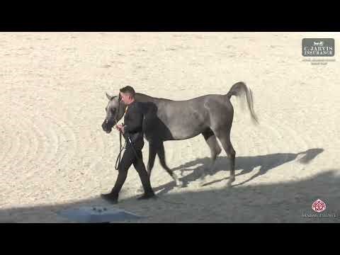 N 135 QASWARA Athal Arabian Horse Show 2026 Junior Colts Class 4A