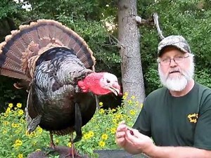 Homely Hen scratchbox Turkey Call