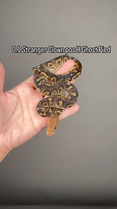 #inhouse#pythons #scales #ballpythonofinstagram #ballpython #reptiles #snakeofinstagram #Hetflix #ballpythonbreeder #thailand | Sexy Ball Python