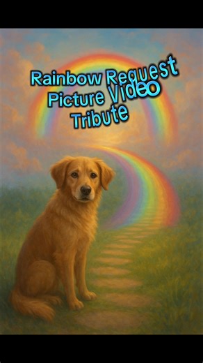 Our rainbow Bridge pets tribute. Picture video tribute. Paying tribute to our beautiful rainbow pets that have crossed over. #rainbowpets #ourrainbowbridgepets #petgrief #petloss #picturevideotribute