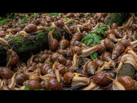 Wild snails are moving magnificently with a journey of struggle.#nature #snailvideo #wildlife