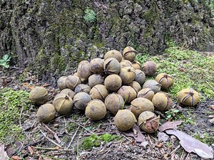 Hickory Nuts for Crafting - Not for Consumption - Etsy Canada