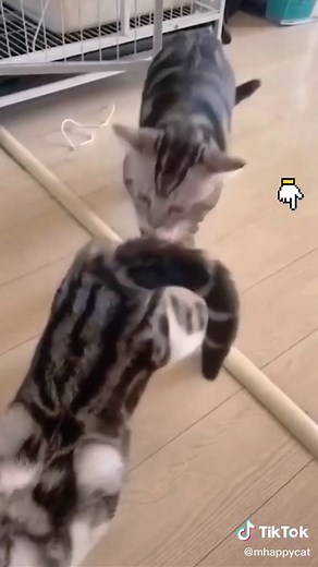 mhappycat on TikTok