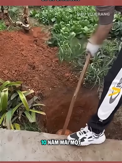 Vò rượu quý để dành cho con trai cưới