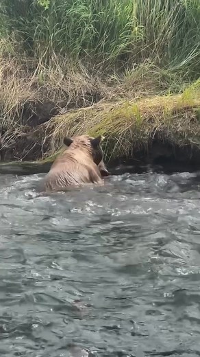 Bear flop and fish! 🐻 🐟 Repost @crystalcreeklodge | Bear Explore