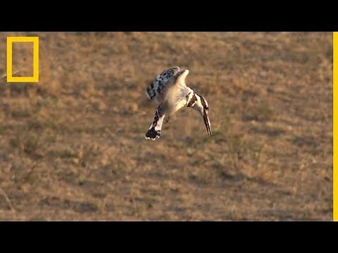 Safari Live: Aves salvajes | National Geographic en Español