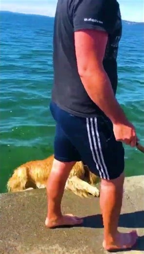 Funny Dogs Falling To Water 😂#viral #funny #shorts