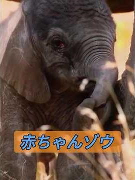 Baby elephant will never be separated from his mother again! #animals