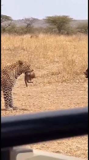 7K views · 28K reactions | Monkeys save their brother from a leopard | AI Going Wild | Facebook
