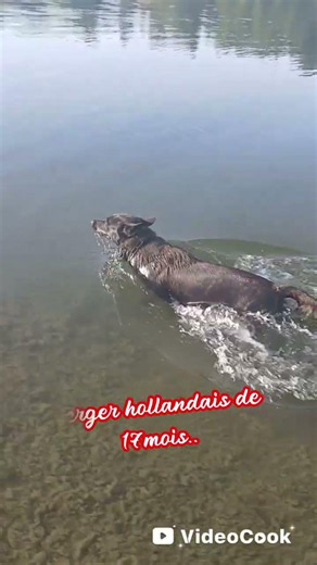 berger hollandais #chien