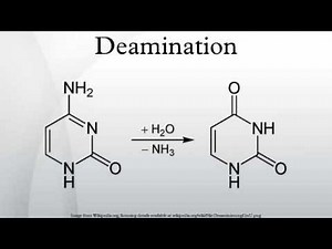 Deamination
