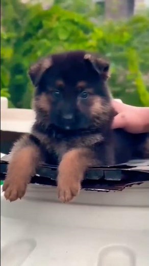 German Shepherd Puppy price in india 8810623046 | Noida | Only Booking 🐾 Smart × Royal × Loyal | 📞