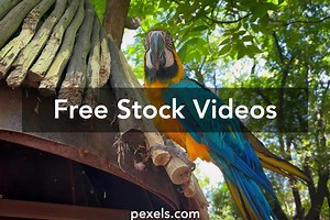 Animal Shot Videos, Download The BEST Free 4k Stock Video Footage & Animal Shot HD Video Clips