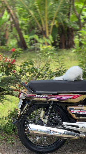 Astrea Grand Bulus: Kenali Gaya Terbaru!