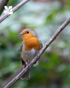 38K views · 2.6K reactions | When the red red robin comes bob bob bobbin’ along, singing their song, you know it's the first day of December. Turn up the volume for a festive greeting full of cheer. | National Trust | Facebook