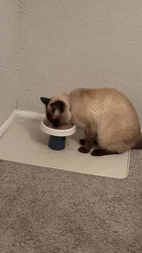 15 reactions · 5 comments | Monty is hungry 襤 | Victoria Villarmino Judson | Facebook