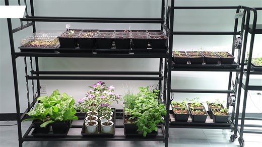 Adjustable Height 2-Tier Iron Grow Light System Movable Wheels for Microgreen Plant Grow Stand Seed Starting Home Indoor Use