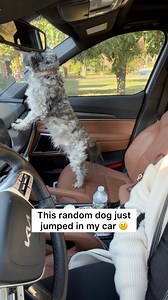 A lost dog jumped in my car and absolute chaos ensued. 😭😂 | Maggie McGaugh