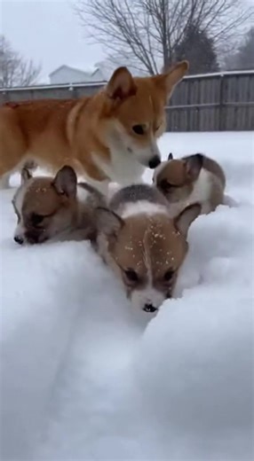 52 reactions | A mother Corgi playing with her small puppies 殺 #baby #corgi #dog #corgiworld #corgipuppy #playtime #dogsofinstagram | Life With Corgi | Facebook