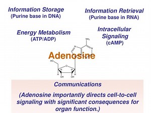 Adenosine - SlideServe