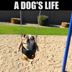 649K views · 12K shares | Now that's a dog park. | America's Funniest Home Videos | Facebook