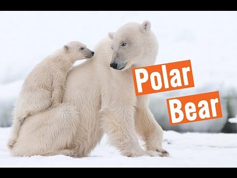 Discovery Education Kids - Polar Bears Rescue 2016