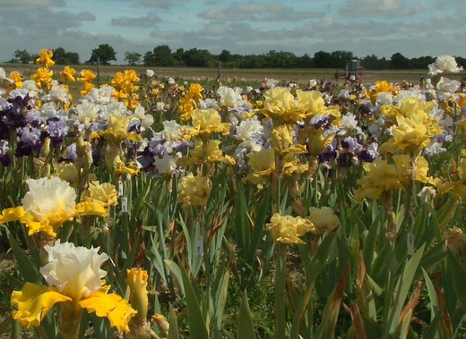 Choisir des iris : quelle variété pour quelle utilisation
