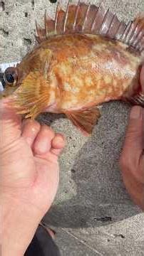 【穴釣り】釣り初心者でも簡単、巨大テトラの隙間から凄く美味しい夕食のおかずが釣れます、大物も釣れるよ