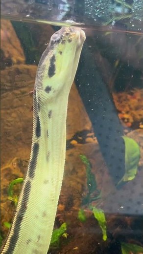 Elephant trunk snake #snake#reptiles#fyp#animals#snakes#aquarium#aquaticlife