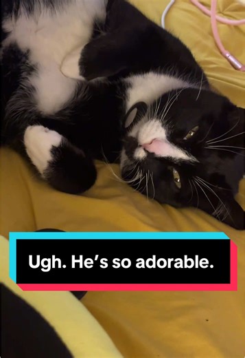 Adorable Cat Interactions with Kids