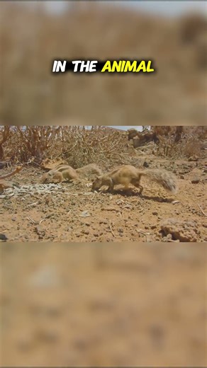 Top Ten Desert Species from the Middle East: Arabian Spiny Mouse