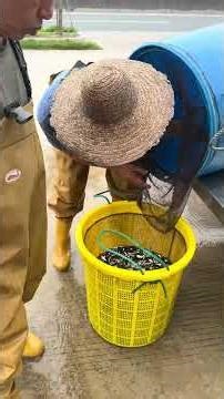 Tiny Fish Swimming Freely in Open Water – Calm & Satisfying Nature Scene
