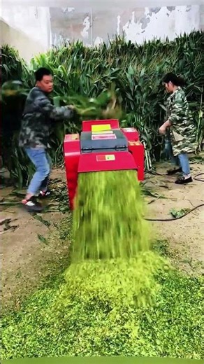 Crushing corn plants with machine for efficient field management